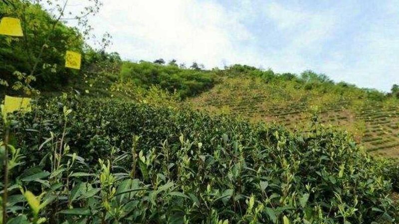生态农业循环经济模式：揭秘高效可持续的农业未来