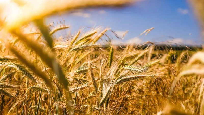 农资批发报价单生成软件：精准定价，提升效益的秘密武器