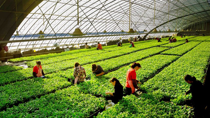 农旅节庆活动策划与执行：打造乡村振兴新亮点