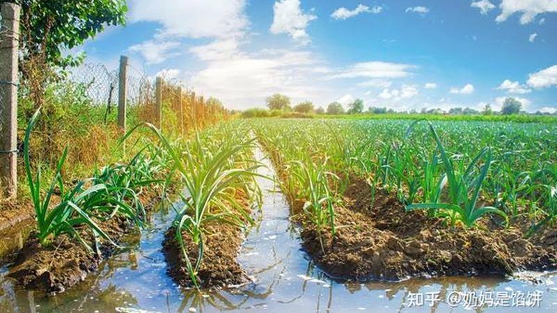 无土栽培营养液循环泵：核心参数解析与选型要点