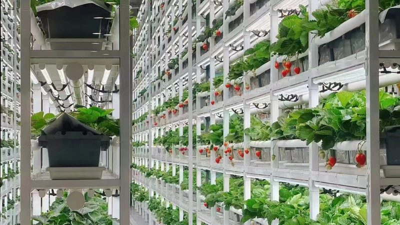 如何选择优质中国农业种植公司？**